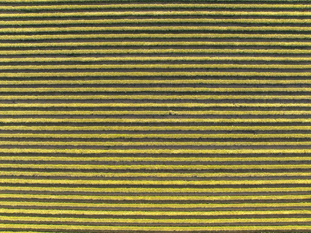 California ranch and farmland from above